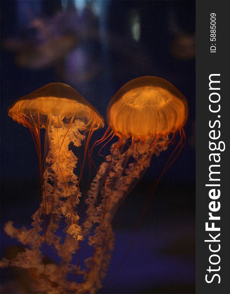 A pair of glowing jellyfish swimming in the ocean. A pair of glowing jellyfish swimming in the ocean.
