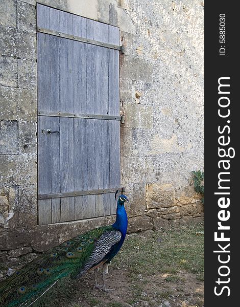 Peacock in front of a blue wooden door