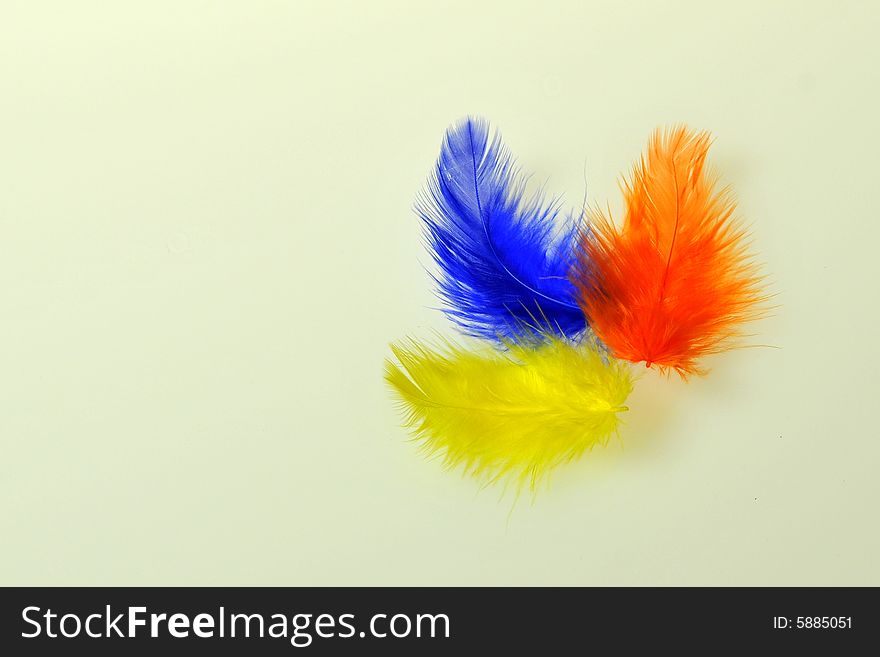 Colourful Feathers on white background