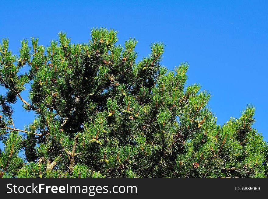 Mediterranean Pines against a very blue clear sky