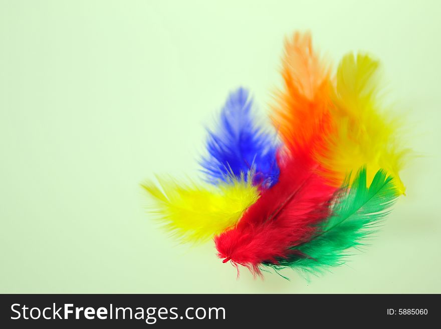 Colourful Feathers on white background