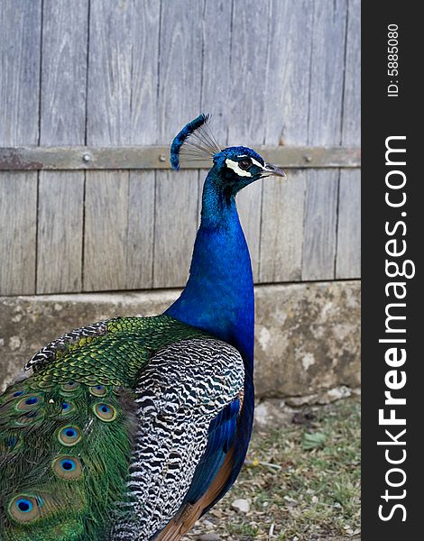 Closeup of a peacock in front of a wooden blue door