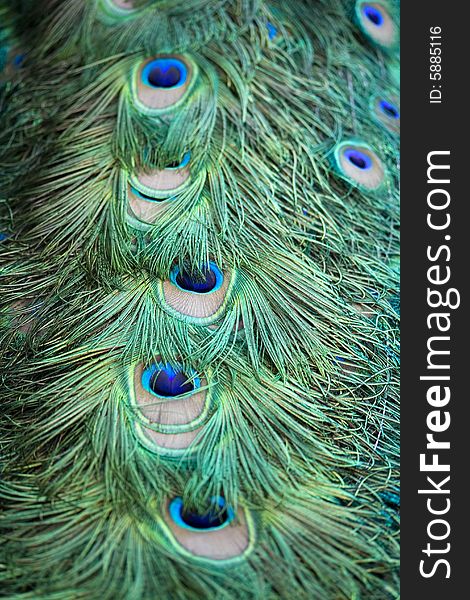 Closeup of colorful peacock feathers