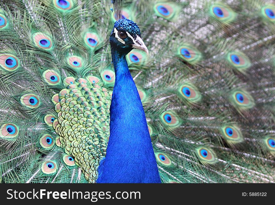 Close up shot of an beautiful Peacock