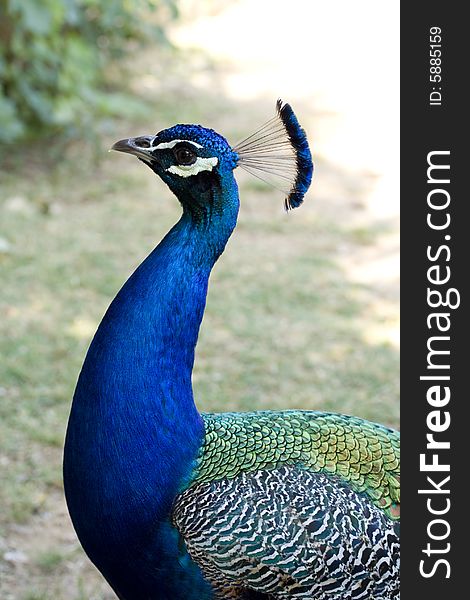 Closeup of a peacock looking to the left