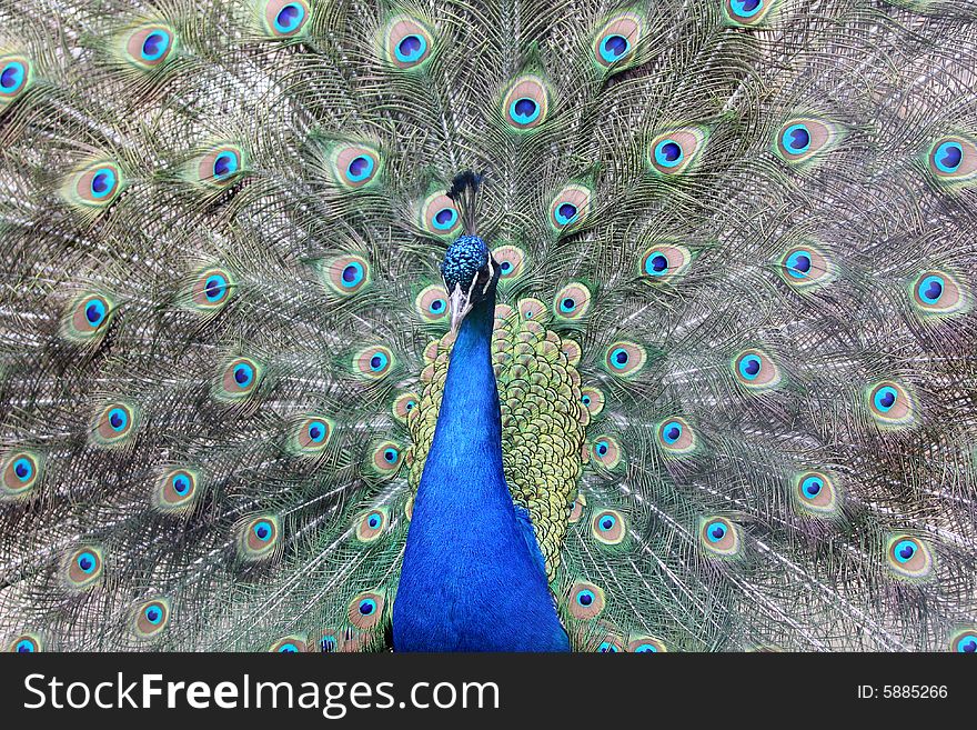 Close up shot of an beautiful Peacock