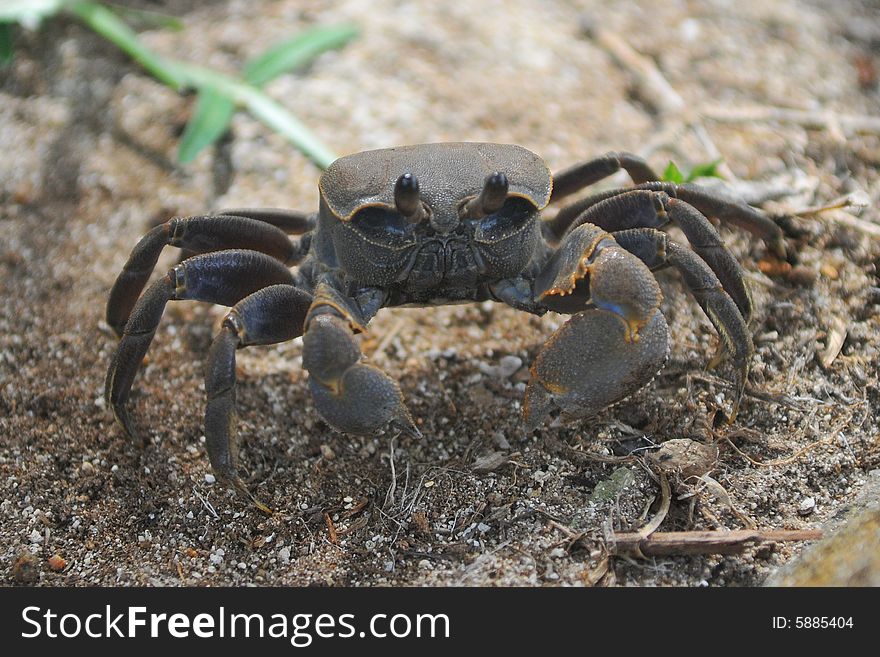 Big crab in Mahe island, Seychelles.