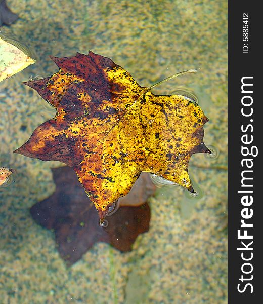 Yellow floating leaf in the water