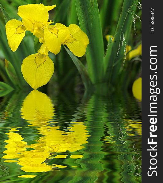 Wild yellow flower - macro shot. Wild yellow flower - macro shot