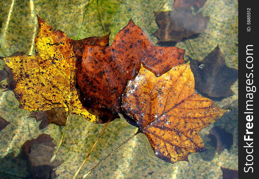 Colorful floating leaves in the water. Colorful floating leaves in the water