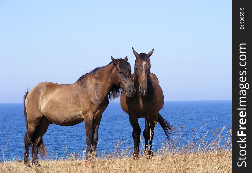 Two brown horses at the Black sea background