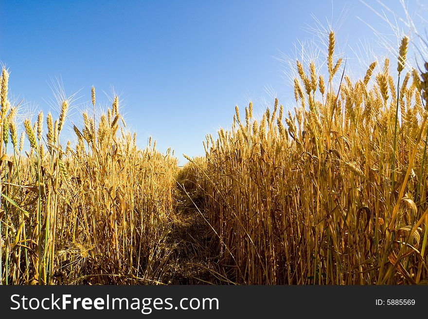 Barley field with blue sky background