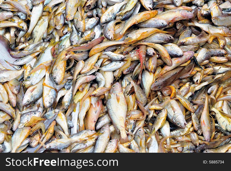 An image of freshly captured fish from the sea. An image of freshly captured fish from the sea