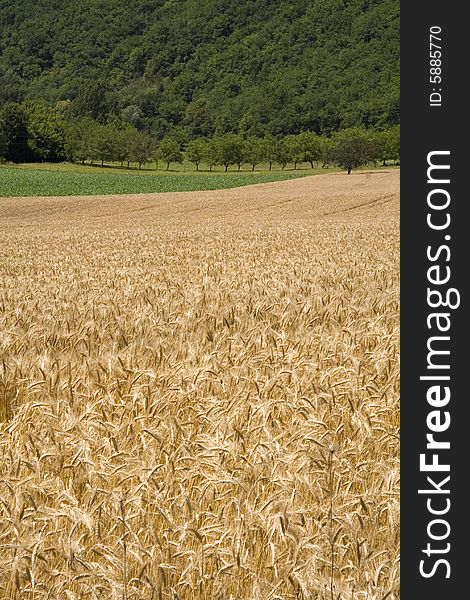 French corn field in summer. French corn field in summer
