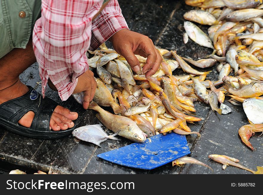 An image of freshly captured fish from the sea. An image of freshly captured fish from the sea