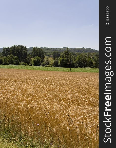 French corn field in summer. French corn field in summer