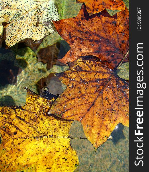 Colorful floating leaves in the water. Colorful floating leaves in the water