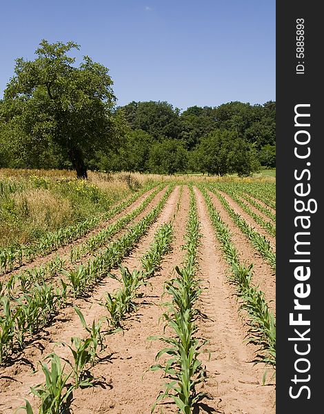 Crops growing in a French field. Crops growing in a French field