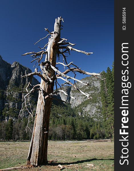 An old dead pine tree in a mountain meadow. An old dead pine tree in a mountain meadow