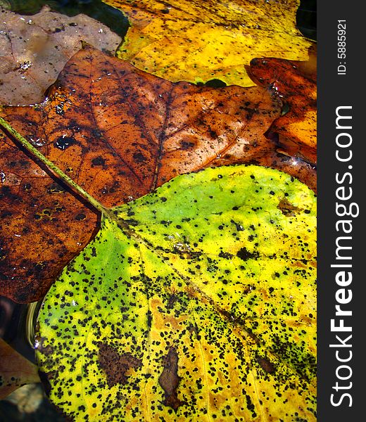 Colorful floating leaves in the water