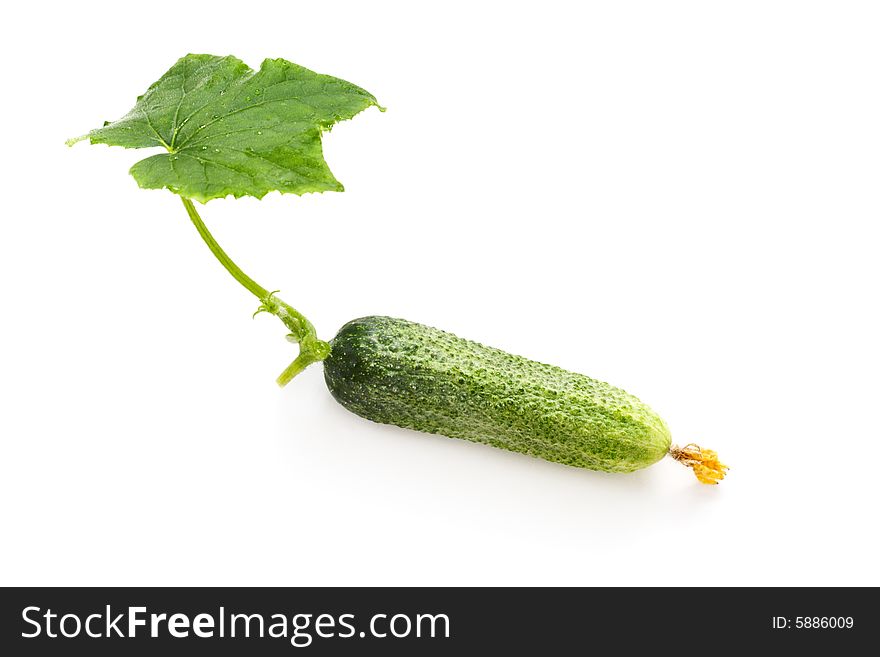 Fresh cucumber isolated over white. Fresh cucumber isolated over white