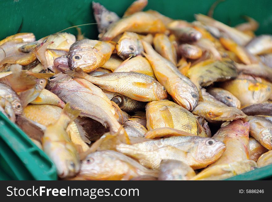 An image of freshly captured fish from the sea. An image of freshly captured fish from the sea