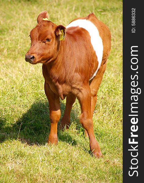 A dutch belted calf in a grassland. A dutch belted calf in a grassland