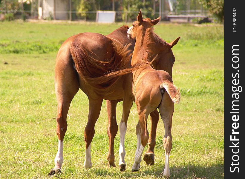 A brown horse with a foal. A brown horse with a foal