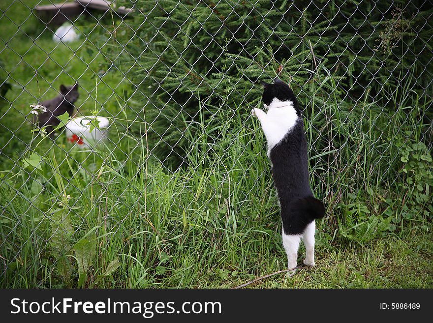 Feline meeting, cats realize relations and separate territory