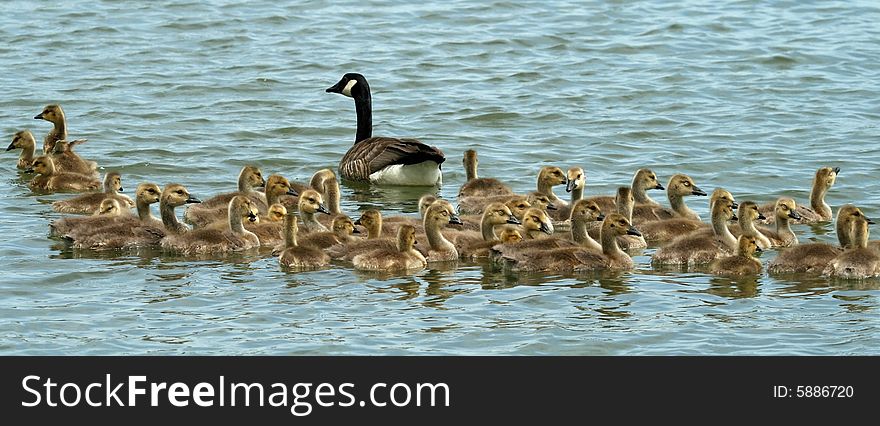 A Canada goose swiming with a large group of goslings. A Canada goose swiming with a large group of goslings