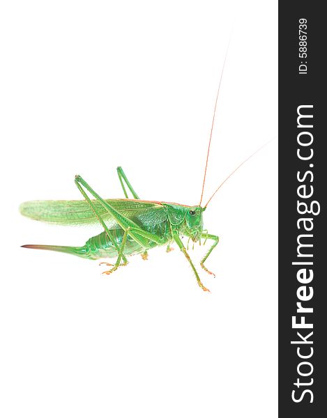 Big green grasshopper on white, macro