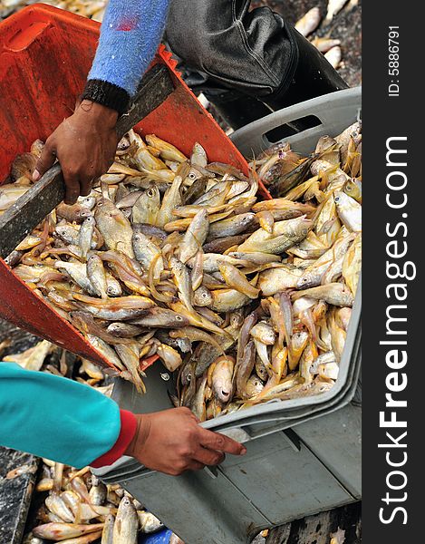 An image of freshly captured fish from the sea. An image of freshly captured fish from the sea