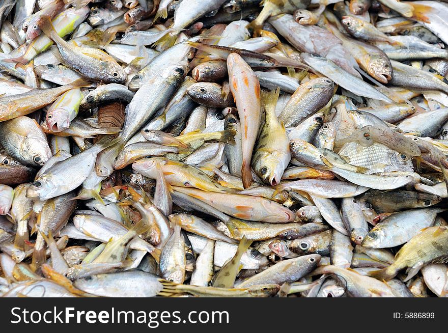 An image of freshly captured fish from the sea. An image of freshly captured fish from the sea