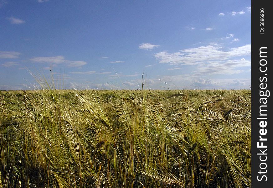 An ukrainian wheat field under summer hot sun.