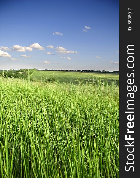 Meadow with green grass and blue sky with clouds. Meadow with green grass and blue sky with clouds