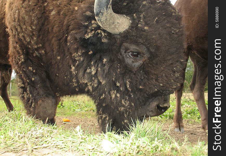 Bison much ed curious photographer