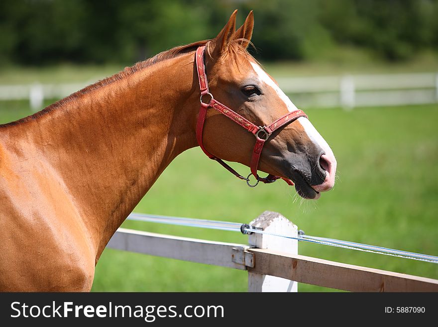 Horse outdoor racehorse single chestnut. Horse outdoor racehorse single chestnut