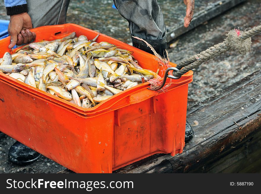 An image of freshly captured fish from the sea. An image of freshly captured fish from the sea