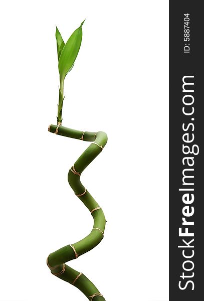 Lucky bamboo isolated on white background