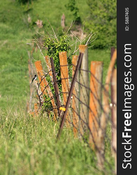 Bird On Fence Line