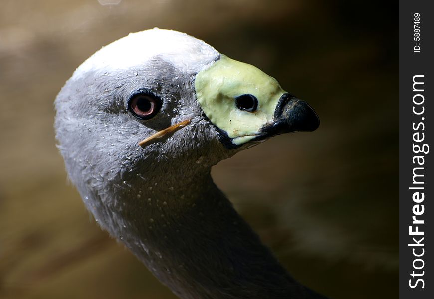 A suggestive shot of the head of a goose. A suggestive shot of the head of a goose