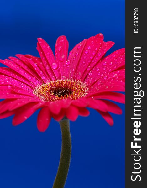 Pink gerber flower with drops isolated in blue background