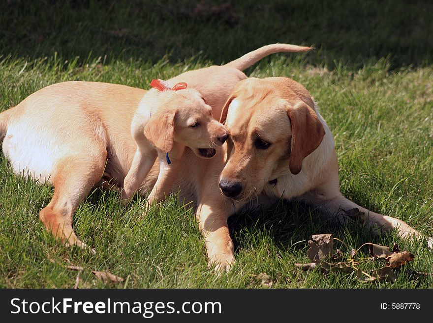 Two Yellow Labradors Playing.  They're step brothers just wrestling around for some fun in the sun. Two Yellow Labradors Playing.  They're step brothers just wrestling around for some fun in the sun.