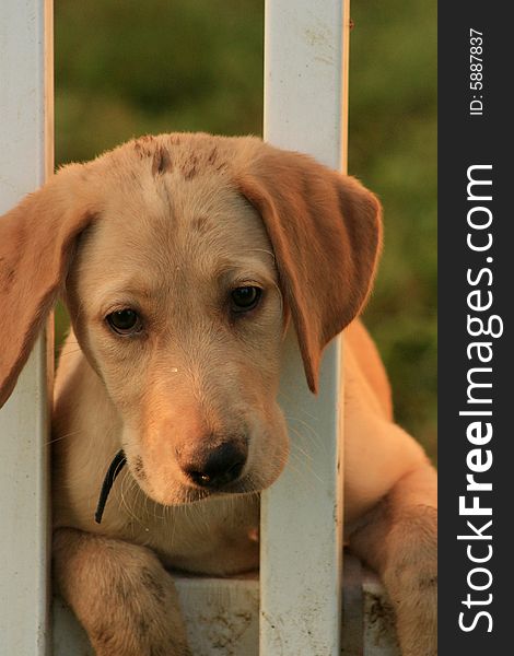 Yellow labrador retriever pup looking through a white picket fence just hanging around. Yellow labrador retriever pup looking through a white picket fence just hanging around