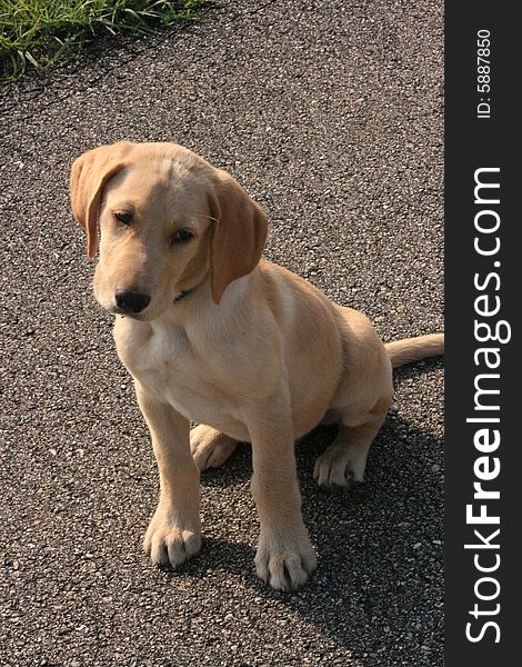 Yellow Lab puppy cocking his head as he sits waiting for his big brother to walk down the bike path