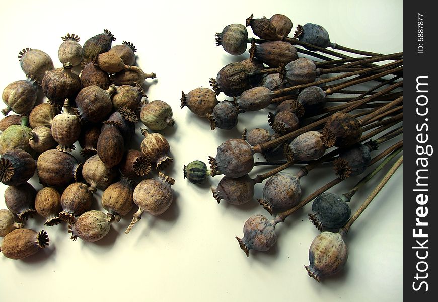 Still life with poppy heads