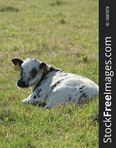 A young calf lying in a field. A young calf lying in a field