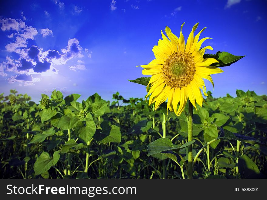 Yellow sunflower undre blue clear sky with clouds