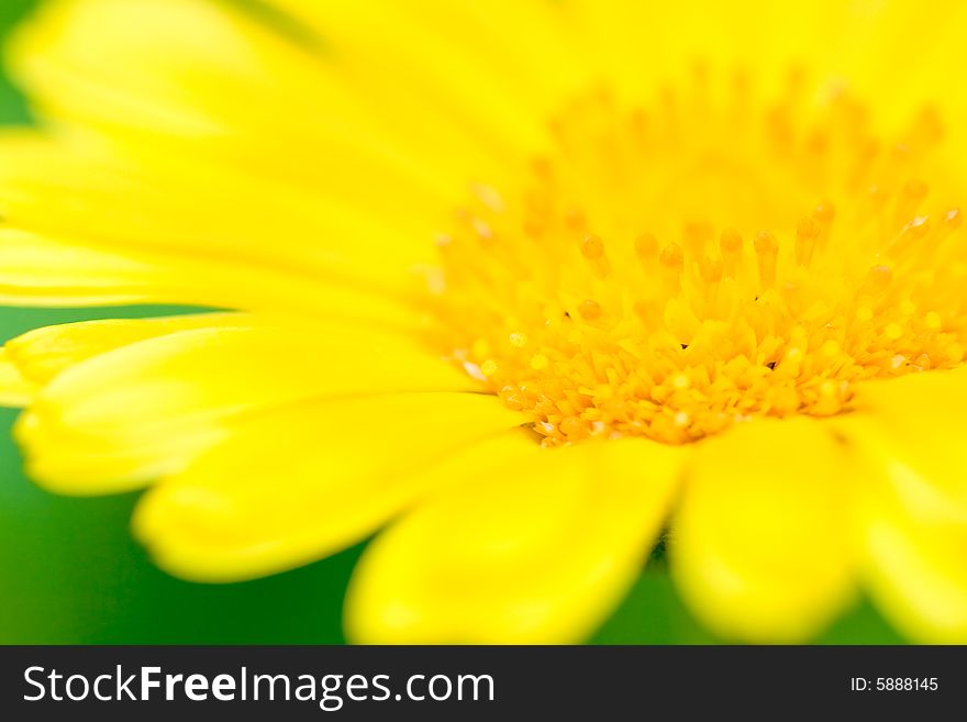 Yellow macro flower with shallow deep of field