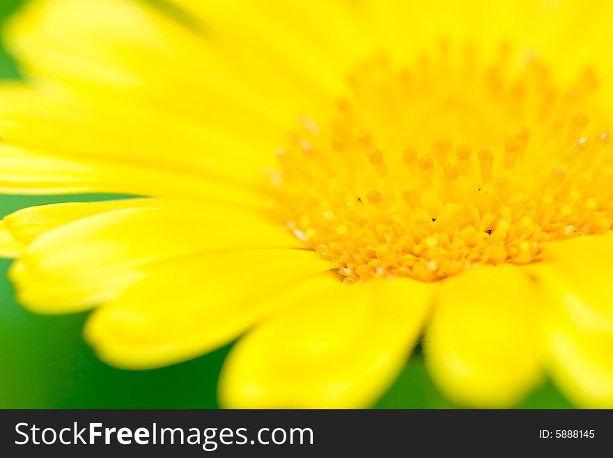 Yellow Macro Flower